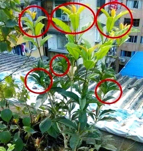 单株盆栽修剪枝条的最佳时机是什么时候？如何正确修剪？