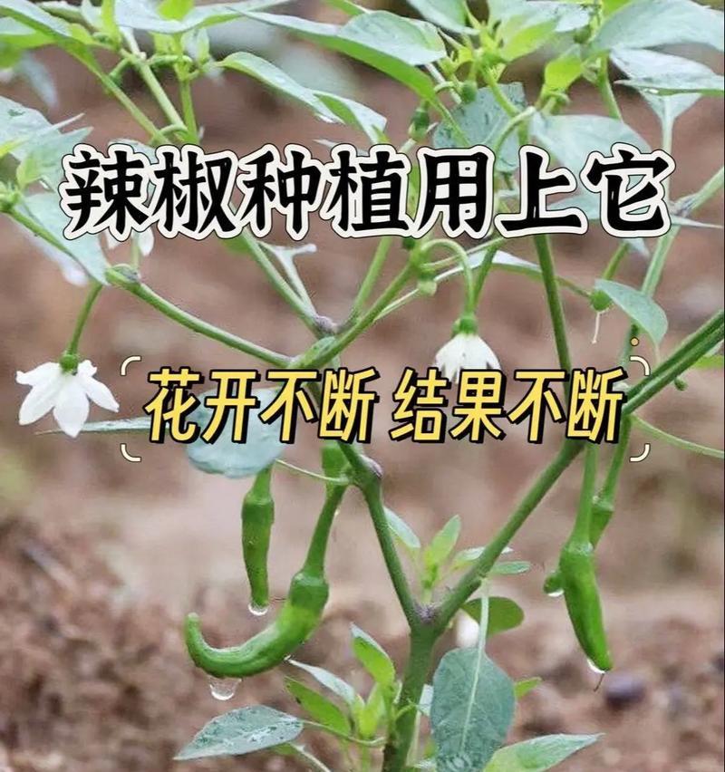 辣椒怎么种植方法？家庭种植辣椒有哪些技巧？