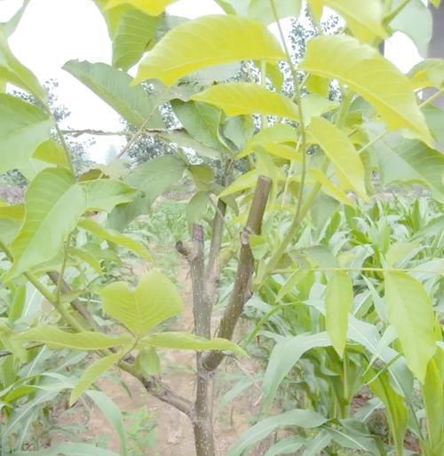 核桃开芽了怎么种植方法？步骤和注意事项是什么？