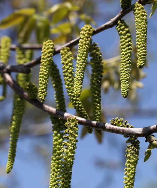核桃开芽了怎么种植方法？步骤和注意事项是什么？