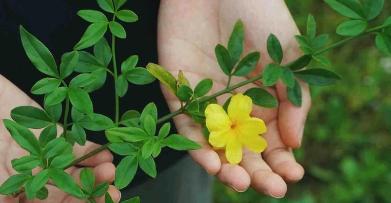 迎春花怎么种植方法？步骤和注意事项是什么？