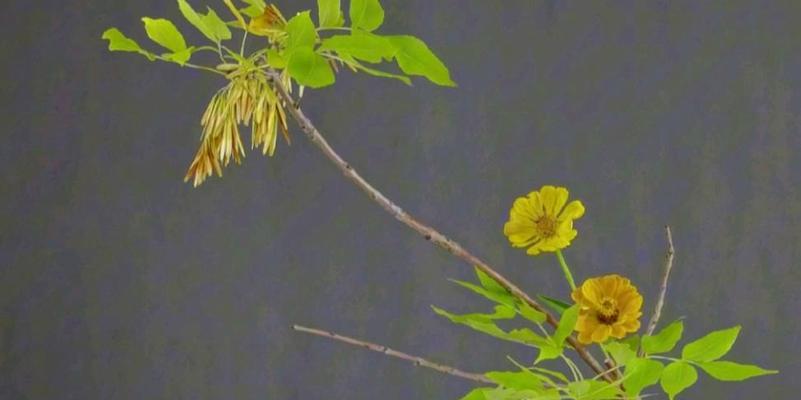 在家插花时枝条修剪技巧有哪些？如何正确处理枝条末端？
