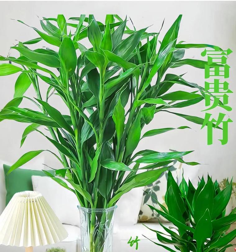 富贵竹修剪枝条的方法是什么？修剪后如何护理？