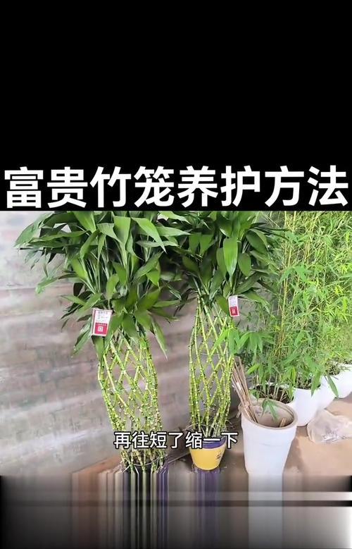 富贵竹修剪枝条的方法是什么？修剪后如何护理？