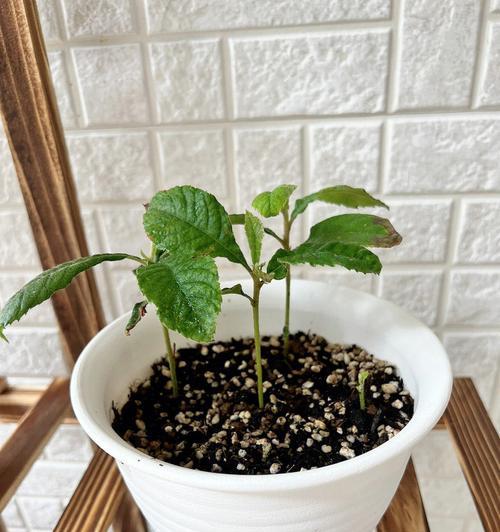 水培枇杷催芽方法是什么？需要多长时间才能发芽？