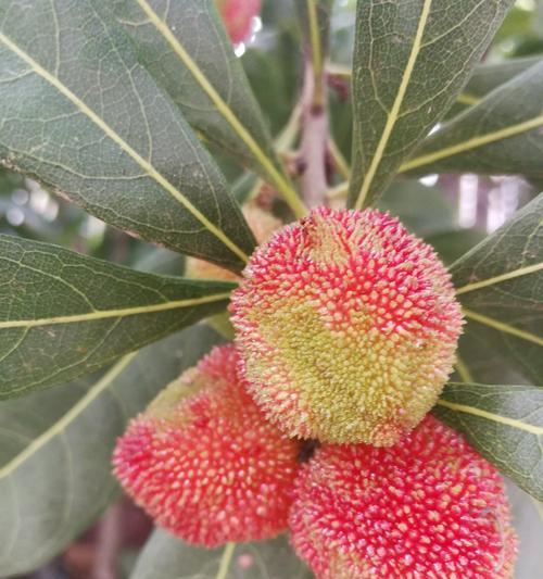 杨梅树干催芽方法是什么？如何提高发芽率？
