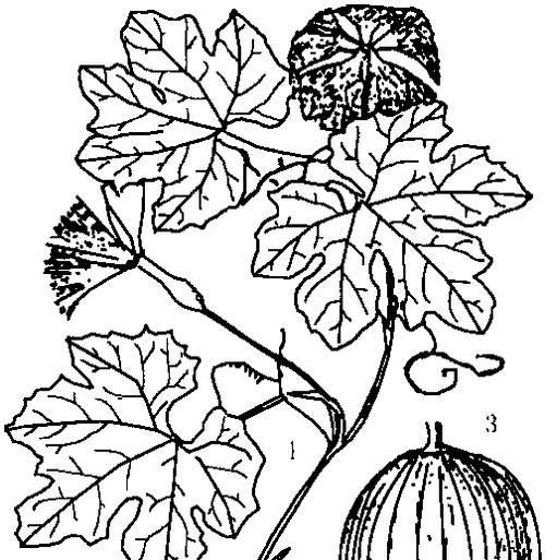 吊蒌瓜种子催芽方法是什么？需要多长时间才能发芽？