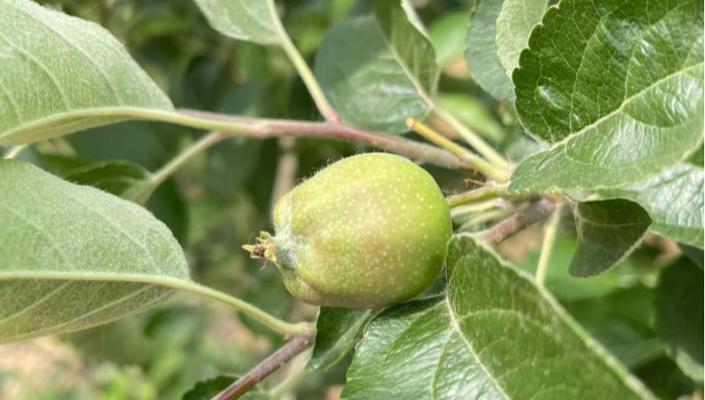 苹果核种植方法是什么？如何正确种植苹果核？