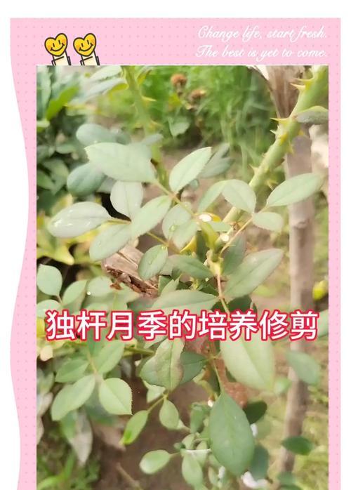 桃树修剪枝条的最佳方法是什么？修剪后如何促进生长？