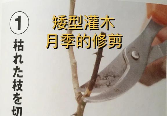 桃树修剪枝条的最佳方法是什么？修剪后如何促进生长？