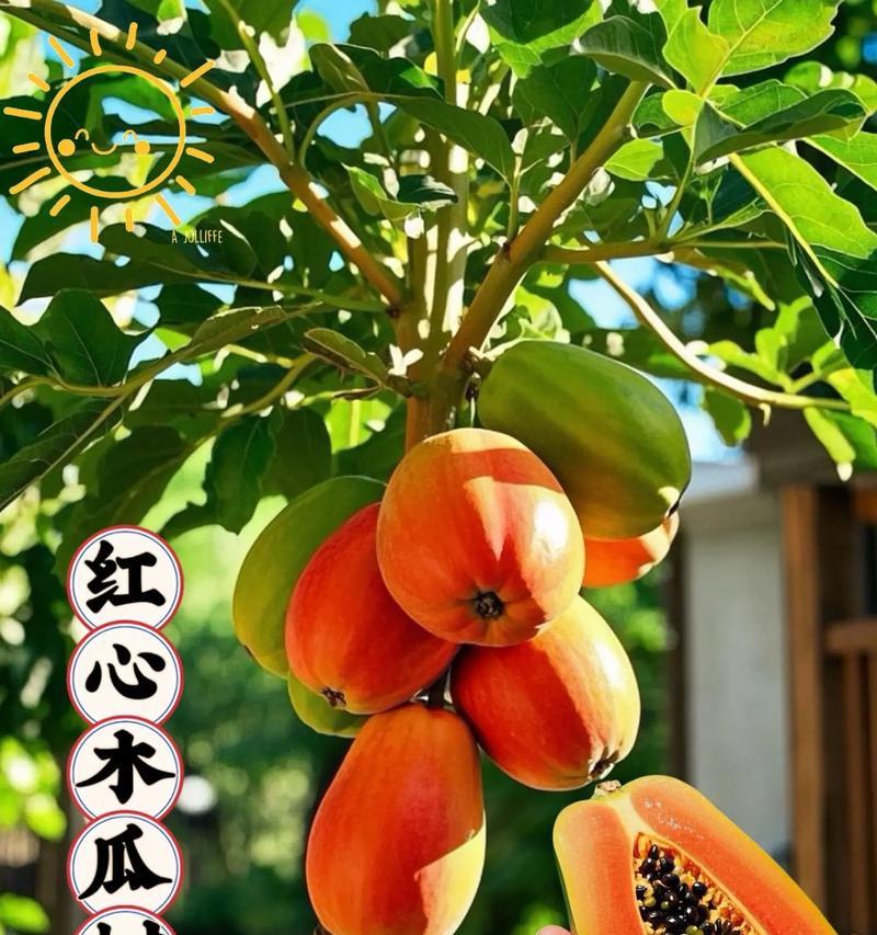 种木瓜树怎么种植方法？需要多长时间才能结果？