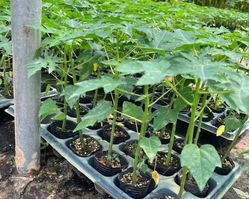 种木瓜树怎么种植方法？需要多长时间才能结果？