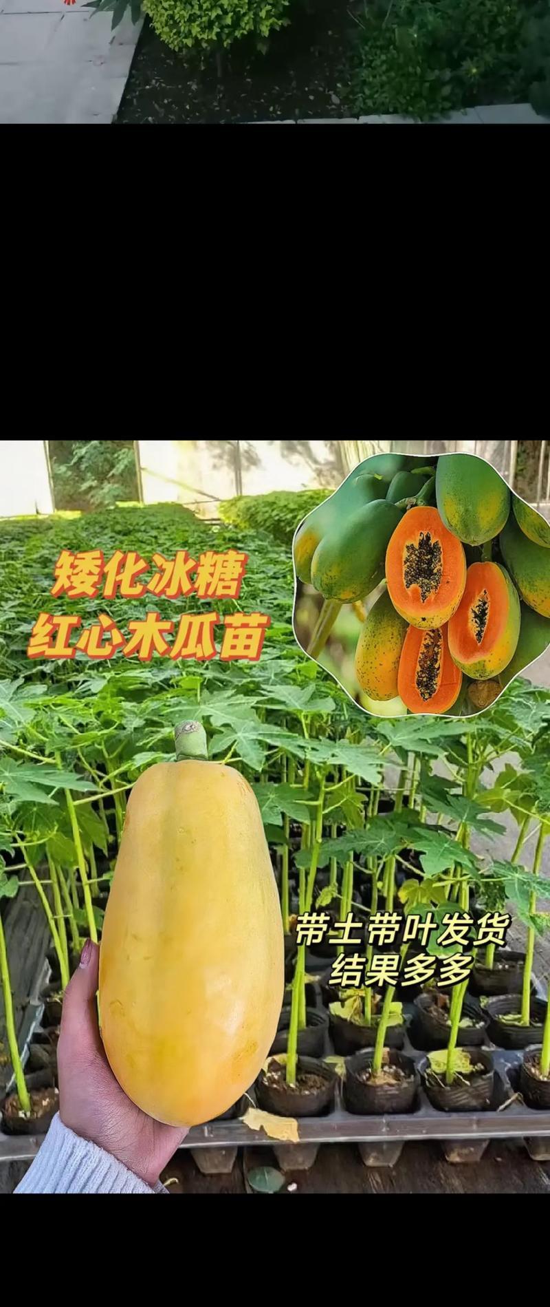 种木瓜树怎么种植方法？需要多长时间才能结果？