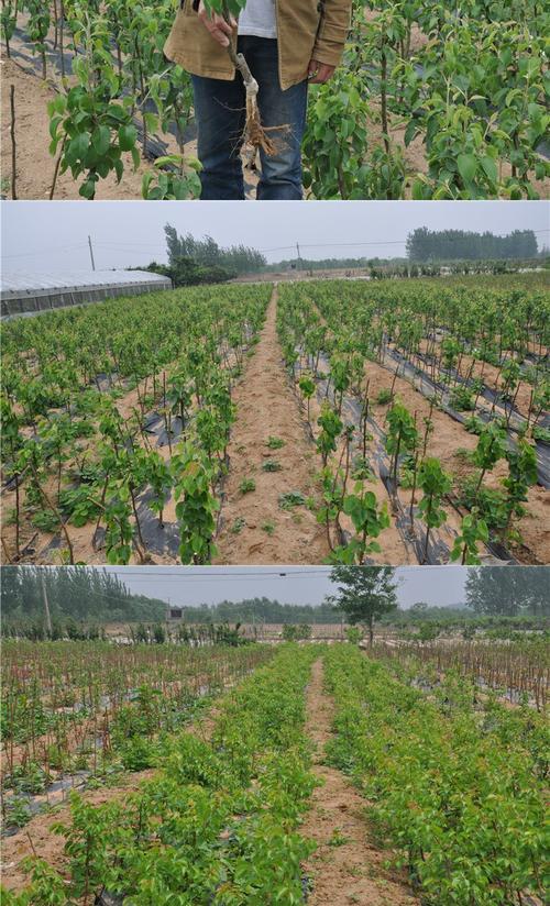 梨子种子怎么种植方法？步骤和注意事项是什么？