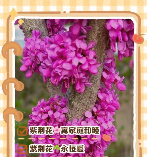 104朵花代表什么？104朵花的寓意和含义是什么？