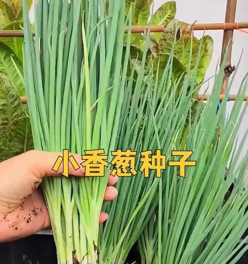 葱种子怎么种植方法？种植葱种子的正确步骤是什么？