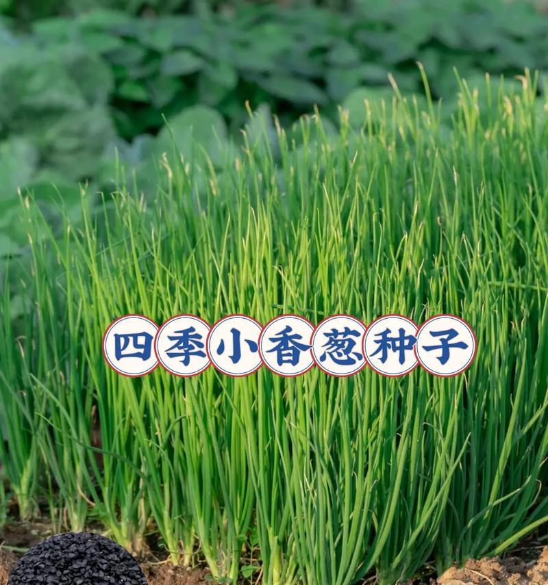 葱种子怎么种植方法？种植葱种子的正确步骤是什么？