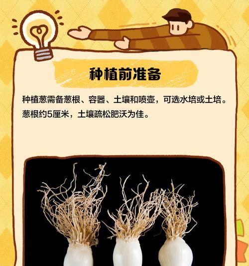 葱种子怎么种植方法？种植葱种子的正确步骤是什么？