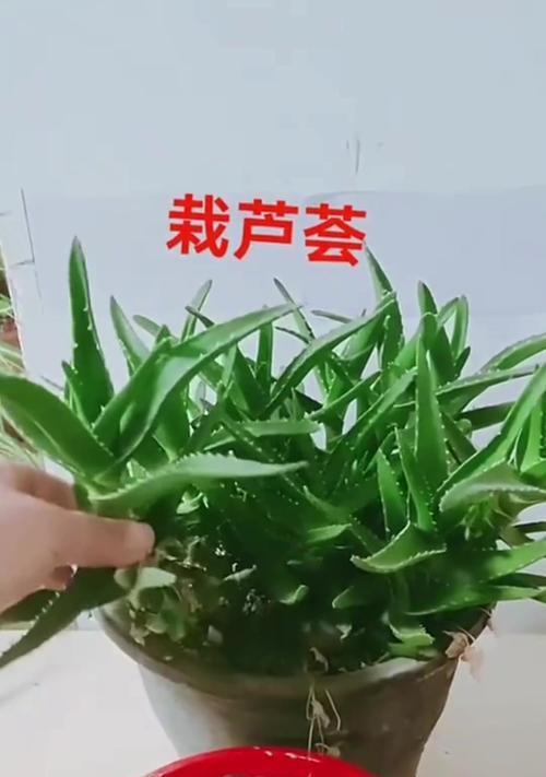 小芦荟种植方法和技巧是什么？如何确保小芦荟健康成长？