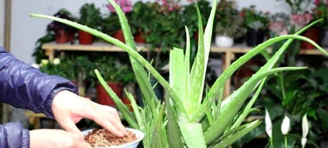 小芦荟种植方法和技巧是什么？如何确保小芦荟健康成长？