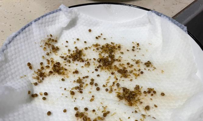 三色堇催芽的最佳方法是什么？如何提高发芽率？