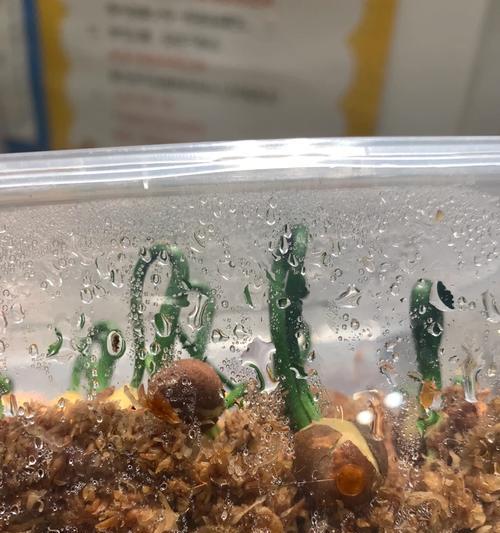 三色堇催芽的最佳方法是什么？如何提高发芽率？