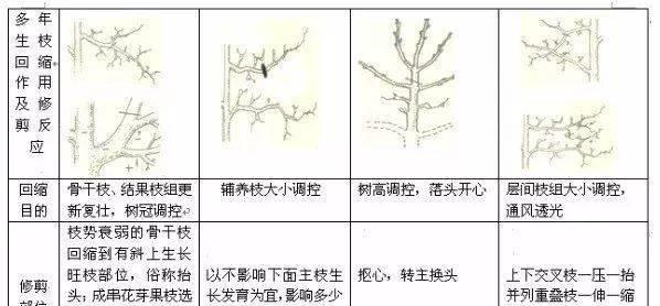 水草黑藻修剪枝条的正确方法是什么？修剪后如何护理？