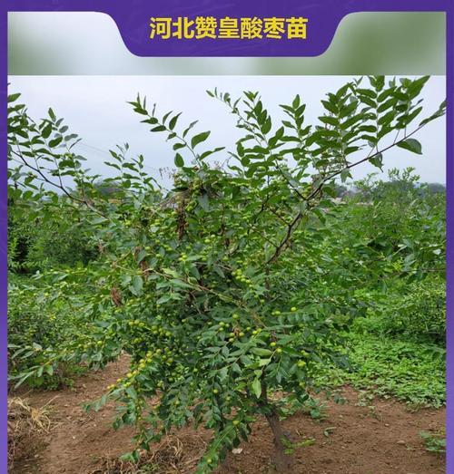 酸枣苗种植方法有哪些？如何正确种植酸枣苗？