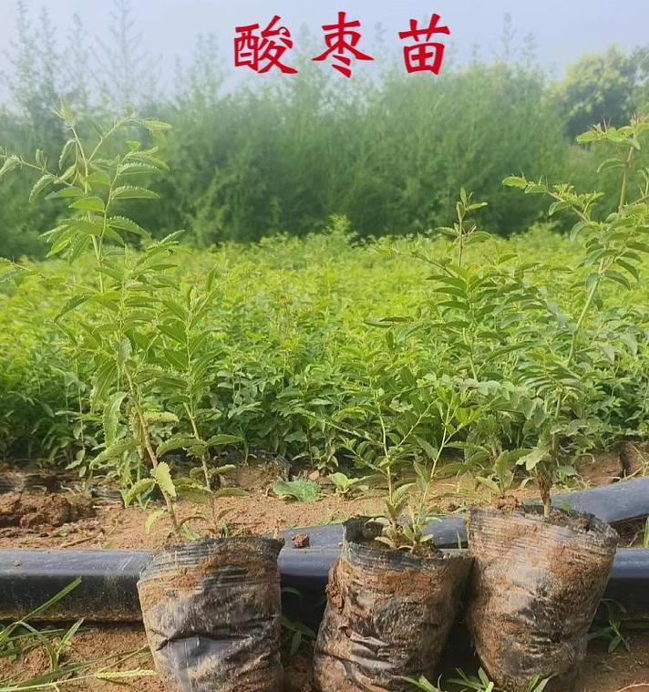 酸枣苗种植方法有哪些？如何正确种植酸枣苗？