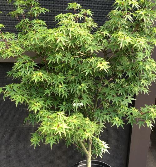 紫菀初期修剪枝条的方法是什么？修剪后需要注意什么？