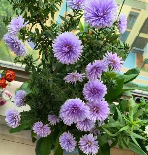 紫菀初期修剪枝条的方法是什么？修剪后需要注意什么？