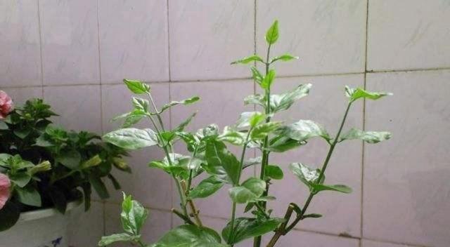 紫菀初期修剪枝条的方法是什么？修剪后需要注意什么？
