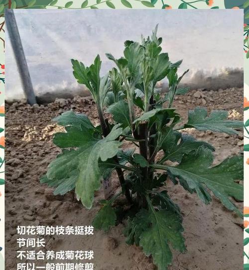 玲珑菊花修剪枝条的最佳时机是什么时候？修剪后如何护理？