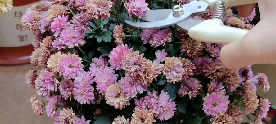 玲珑菊花修剪枝条的最佳时机是什么时候？修剪后如何护理？