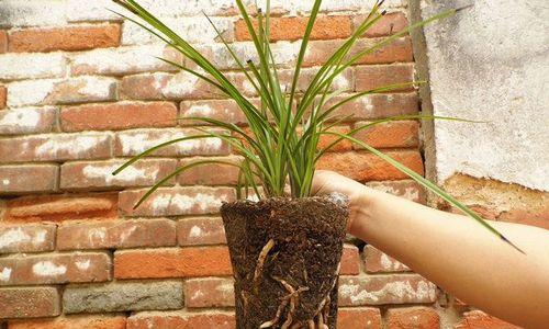 银兰根怎么种植方法？步骤和注意事项是什么？