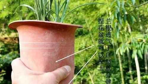 银兰根怎么种植方法？步骤和注意事项是什么？