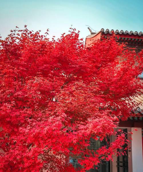 红枫树枝干种植方法是什么？如何确保成活率高？