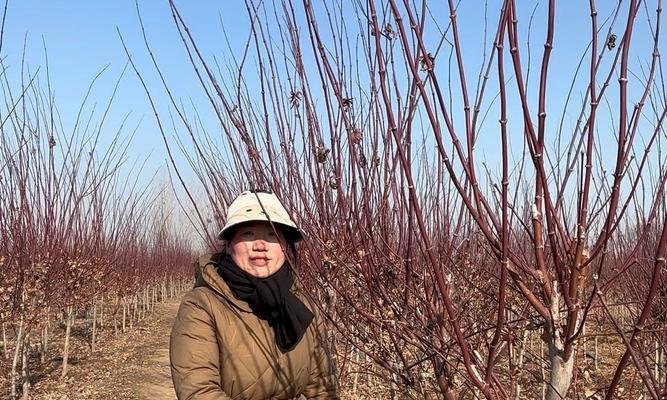 红枫树枝干种植方法是什么？如何确保成活率高？