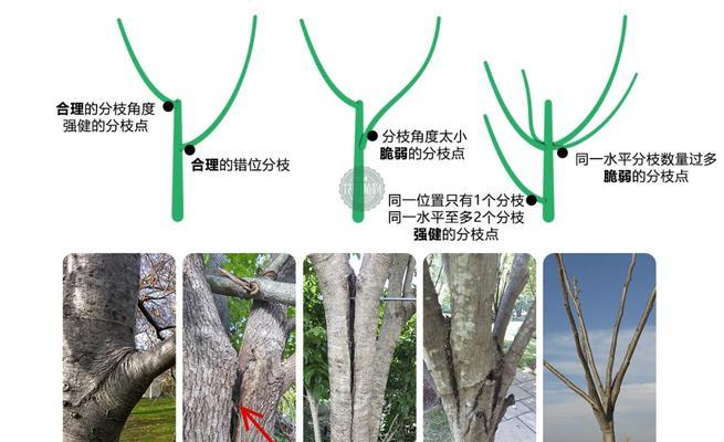 红枫树枝干种植方法是什么？如何确保成活率高？
