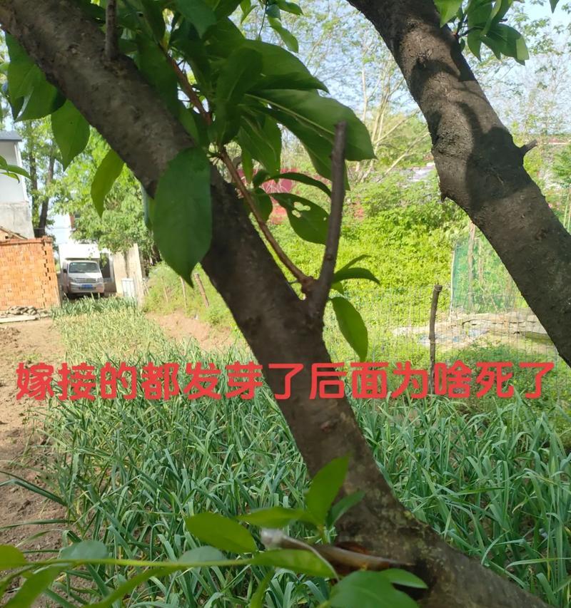 野桃树催芽方法是什么？如何提高发芽率？
