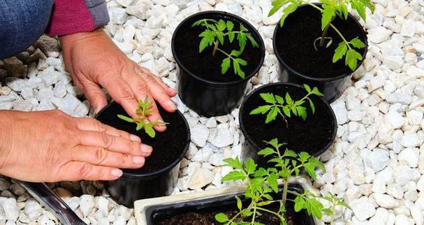 番茄怎么种植方法？从播种到收获的全过程解析？