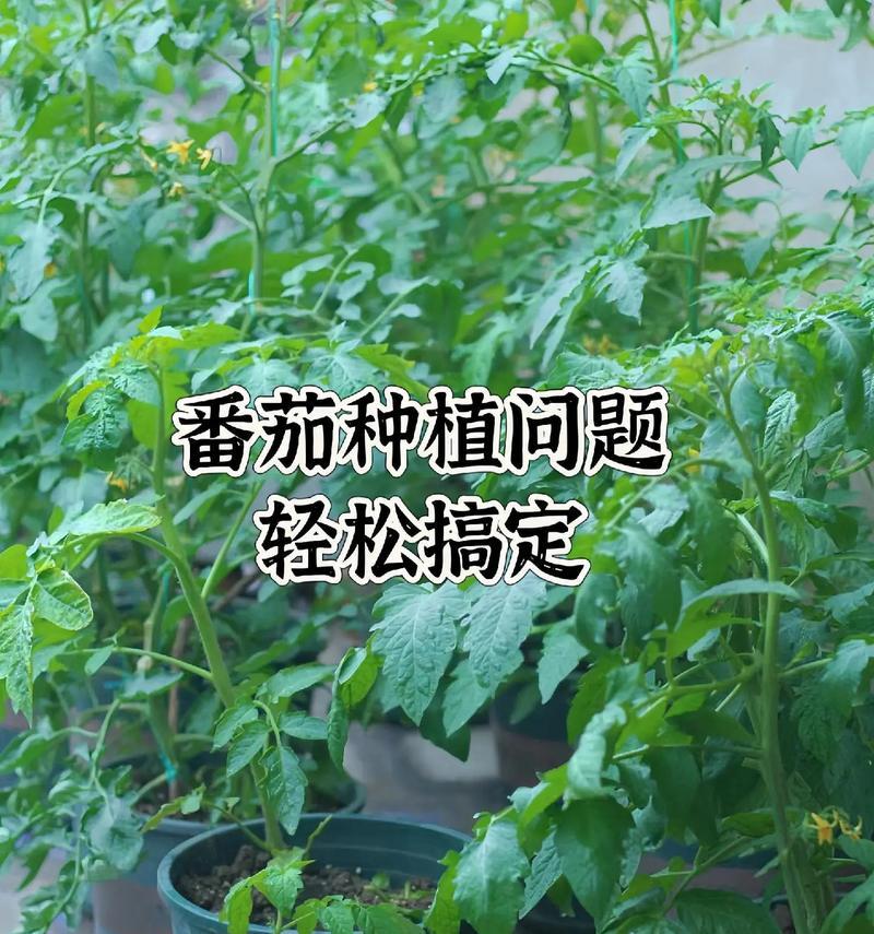 番茄怎么种植方法？从播种到收获的全过程解析？