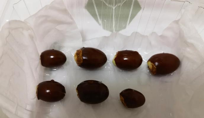 荔枝核催芽方法是什么？步骤和注意事项有哪些？