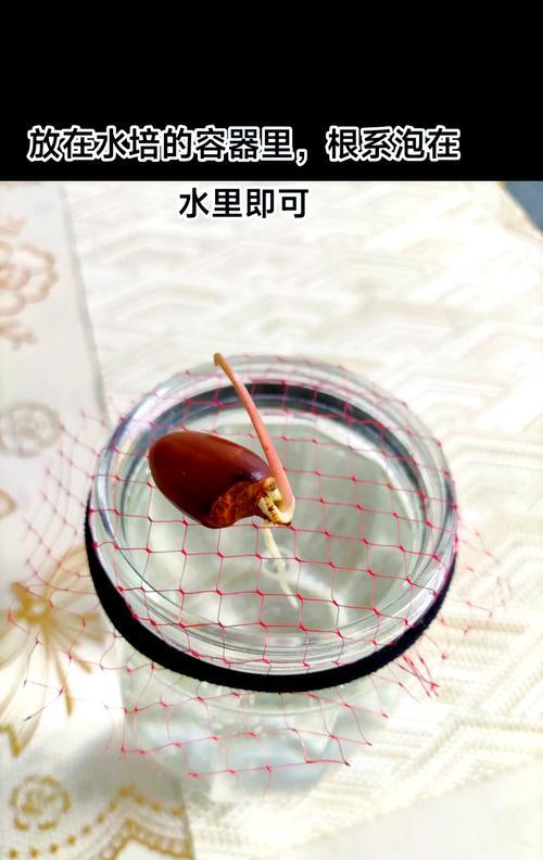 荔枝核催芽方法是什么？步骤和注意事项有哪些？