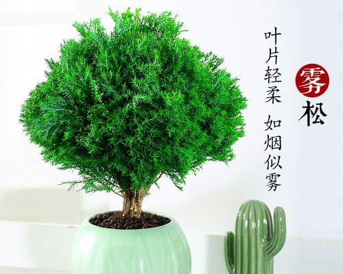 雾花盆栽种植方法是什么？如何正确进行雾花的盆栽养护？