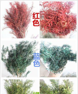 雾花盆栽种植方法是什么？如何正确进行雾花的盆栽养护？