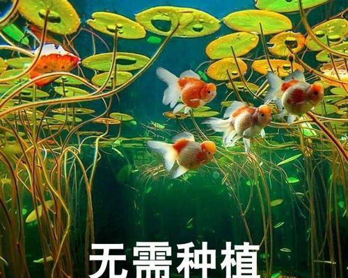 莲子种植方法有哪些步骤？如何确保莲子种植成功？