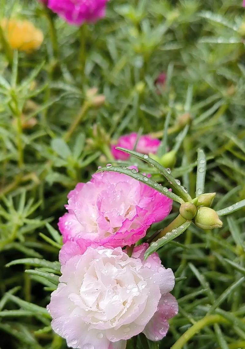 104朵花代表什么含义？104朵花的寓意是什么？