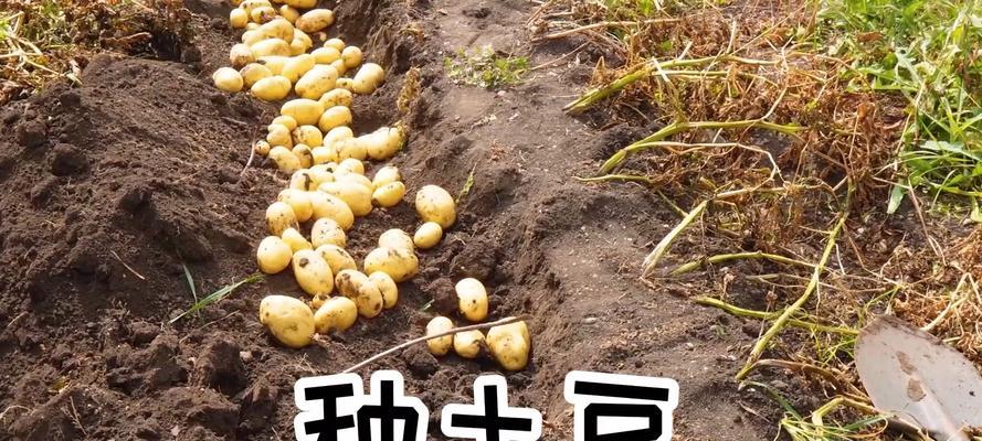 学种土豆怎么种植方法？有哪些步骤和技巧？