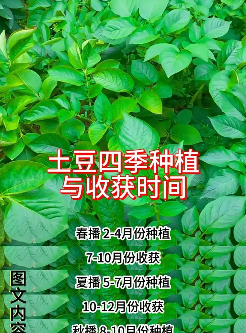 学种土豆怎么种植方法？有哪些步骤和技巧？